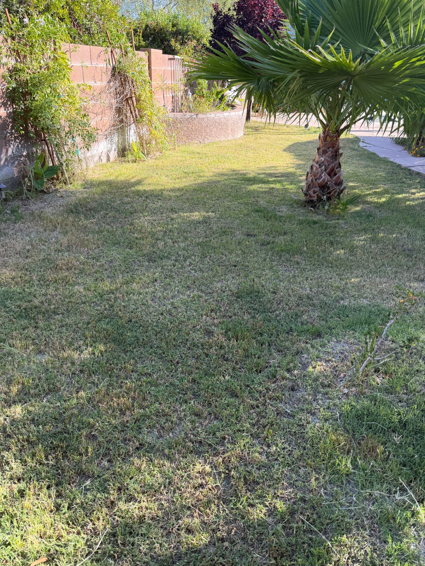 Freshly mowed backyard lawn with palm tree in Rancho Vistoso